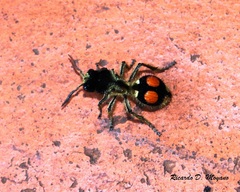 Hoplomutilla spinosa