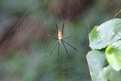 Trichonephila fenestrata