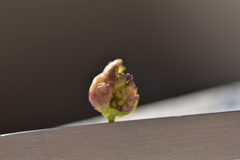 Contarinia nasturtii