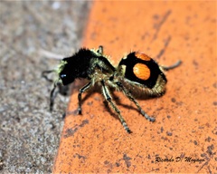 Hoplomutilla spinosa