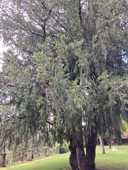 Tracheophyta