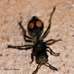 Hoplomutilla spinosa