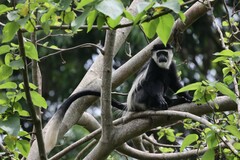 Colobus guereza occidentalis