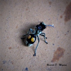 Hoplomutilla spinosa