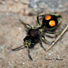 Hoplomutilla spinosa