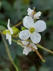 Diplotaxis erucoides