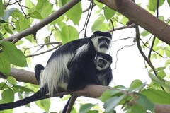 Colobus guereza occidentalis