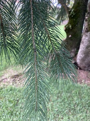 Tracheophyta