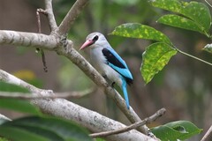 Halcyon senegalensis
