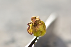 Contarinia nasturtii