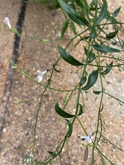 Andrographis paniculata