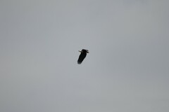 Haliaeetus vocifer