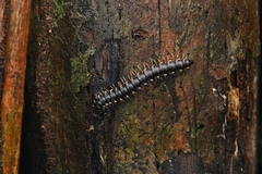 Orthomorpha murphyi