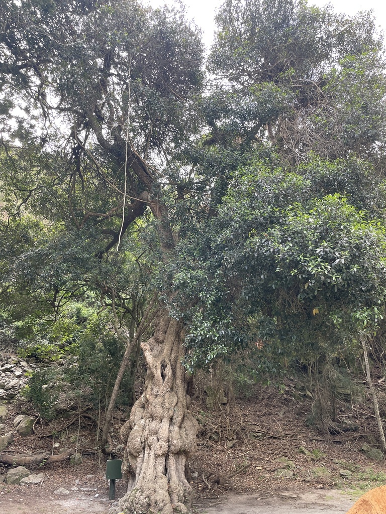 White Milkwood