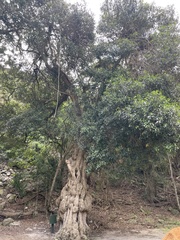 Ficus rubiginosa