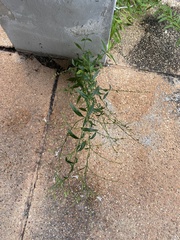 Andrographis paniculata