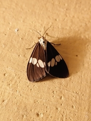 Nyctemera lacticinia