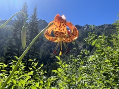 Lilium pardalinum