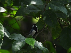 Parus cinereus