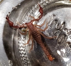 Pseudouroctonus reddelli