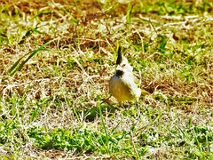 Gubernatrix cristata