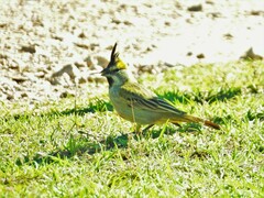 Gubernatrix cristata