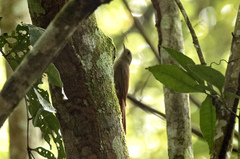 Sittasomus griseicapillus