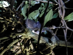 Ototylomys phyllotis