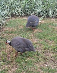 Numida meleagris domesticus