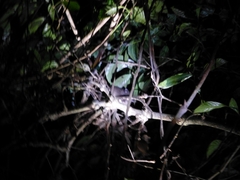 Ototylomys phyllotis