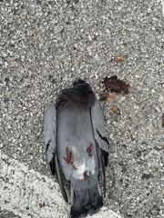 Columba livia domestica