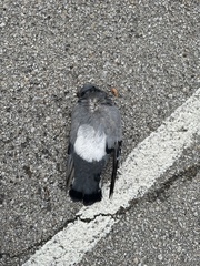 Columba livia domestica