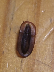 Cossyphus hoffmannseggi