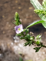 Veronica anagallis-aquatica