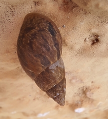 Bulimulus