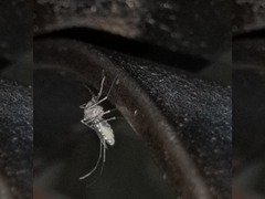 Culex quinquefasciatus