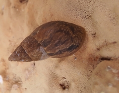 Bulimulus