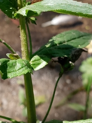 Veronica anagallis-aquatica