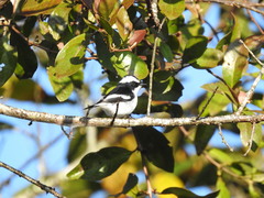 Ficedula westermanni