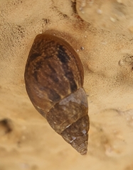 Bulimulus