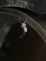 Culex quinquefasciatus