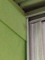 Hemidactylus platyurus