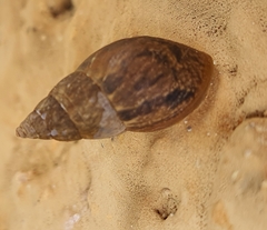 Bulimulus