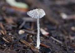 Lanatulae