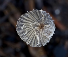 Lanatulae