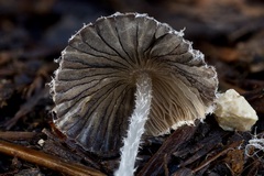 Lanatulae