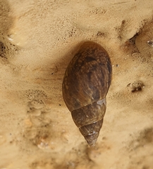 Bulimulus