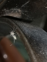 Culex quinquefasciatus