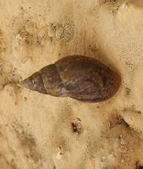 Bulimulus