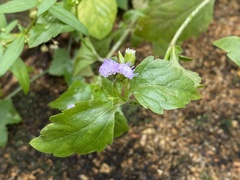 Praxelis clematidea